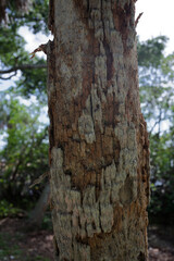 Fototapeta premium Close-up of weathered tree bark showing rough texture, peeling layers and pale moss in a sunlit forest, suitable for nature, ecology, background texture and environmental projects. 