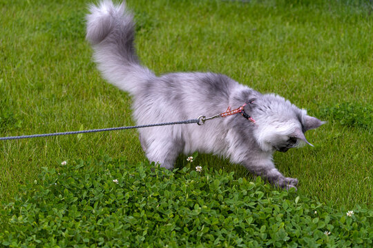 Silver Black smoke long haired Maine Coon kitten with harness and leash playing on the green grass with insects in the spring garden.