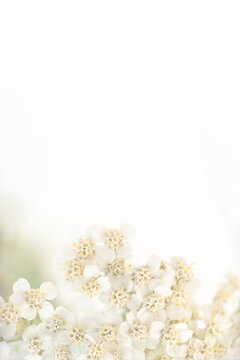 Light airy floral background with white flowers and vertical copy space. Minimalist spring botanical card template