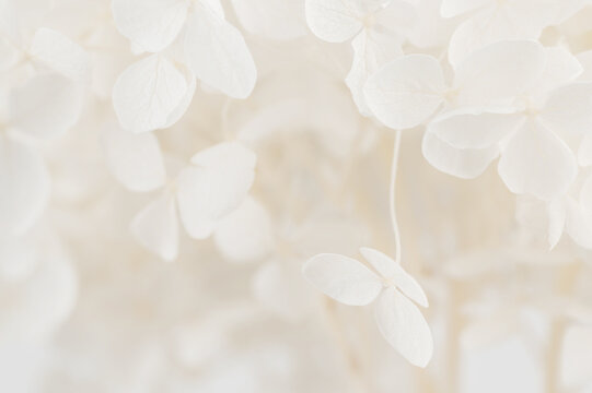 Elegant hydrangea petals background in ivory cream color. Luxury romantic floral texture