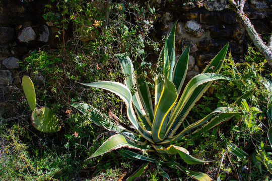 Agave americana (Century Plant) Growing in a Countryside Garden Near Besal&uacute;, Spain