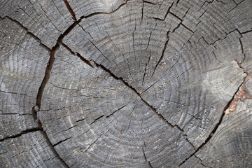 Fototapeta premium Wooden log cross-section - detailed texture