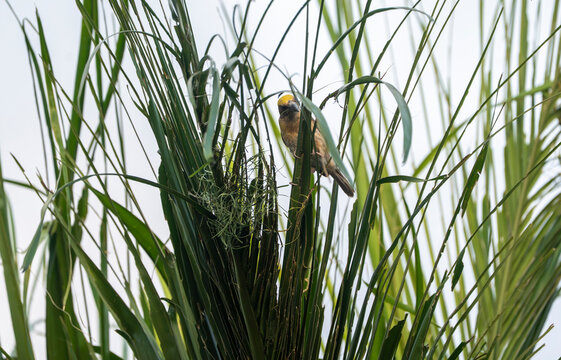 A male Baya Weaver perches beside its partially woven nest among the fronds of a palm tree in Assam, India. During the breeding season, male Baya Weavers meticulously weave nests from grass strips