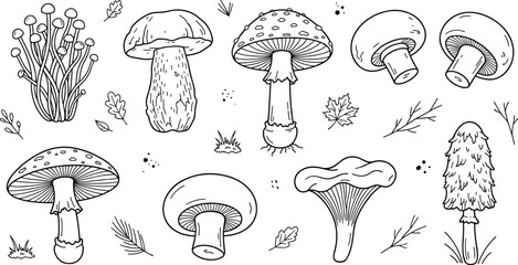 Edible forest mushrooms collection with chanterelle porcini and amanita fungi vector outline element set for decoration © MstLaky