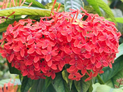 Cluster of small red ixora flowers in full bloom, detailed view of floral petals and green leaves in a natural outdoor garden