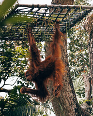 Orangutan Hanging from Rope Bridge © talklikethat