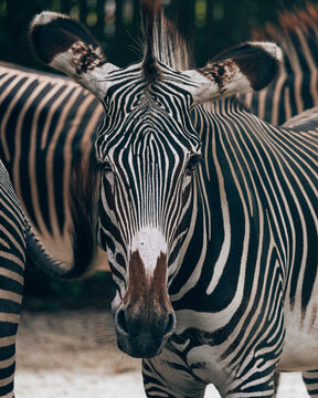 Close-up of a zebra's face