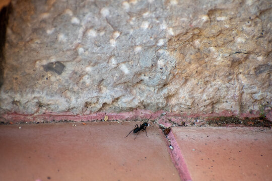 Common Black Garden Ant (Lasius niger) Crawling on a Patio in Besal&uacute;, Spain