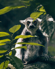 Fototapeta premium Ring-tailed Lemur Amidst Greenery