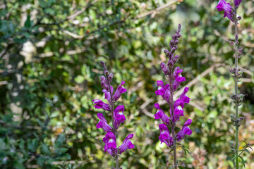 Fototapeta premium Purple Toadflax (Linaria purpurea) Growing Near a Garden Pond in Besalú, Spain