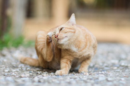 Itchy cat try to scratching its skin. Concept for pet skin's health problem from flea parasit.