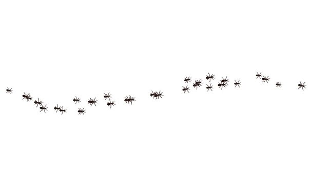 Ants Marching in a Line Silhouette Insect Scurrying Trail Motion Graphic on White Background