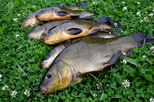 Freshly caught tench (tinca tinca) on a green grass background