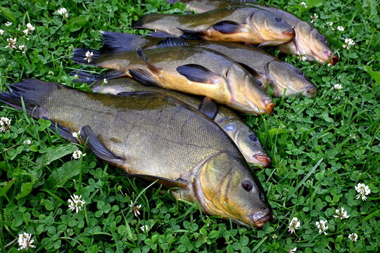 Freshly caught tench (tinca tinca) on a green grass background
