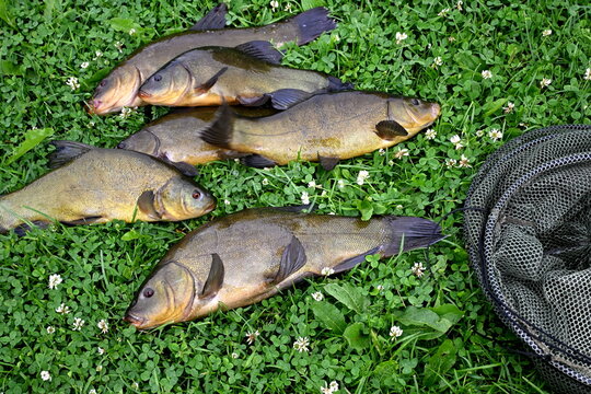 Freshly caught tench (tinca tinca) on a green grass background