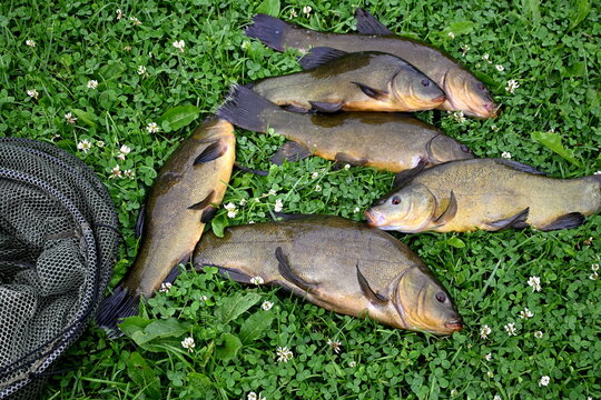 Freshly caught tench (tinca tinca) on a green grass background