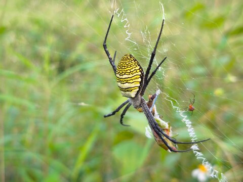 Female Argiope catenulata feeding on captured prey while spiderlings remain nearby within the protective orb web.