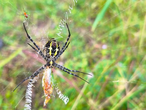 Female Argiope catenulata feeding on captured prey while spiderlings remain nearby within the protective orb web.