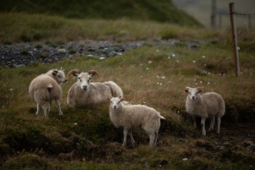 An Icelandic ram stands protectively behind three young lambs in a peaceful meadow. Natural rural landscape and authentic farm life capture the beauty of Icelandic countryside. © Jag_cz