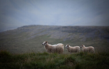 Naklejka premium A small group of Icelandic sheep grazes peacefully in the quiet countryside during soft evening light. Natural wool texture, rolling hills and calm atmosphere capture authentic rural Iceland.