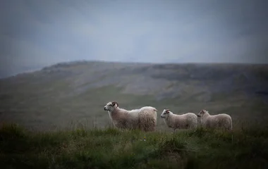 A small group of Icelandic sheep grazes peacefully in the quiet countryside during soft evening light. Natural wool texture, rolling hills and calm atmosphere capture authentic rural Iceland. © Jag_cz