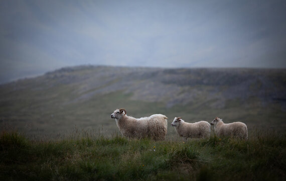A small group of Icelandic sheep grazes peacefully in the quiet countryside during soft evening light. Natural wool texture, rolling hills and calm atmosphere capture authentic rural Iceland.