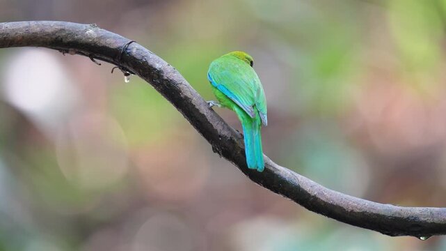 Golden-fronted leafbird (Chloropsis aurifrons) bird perched on a tree branch with natural background in tropical rainforest.