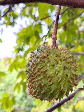 Red ants crawling across immature Annona muricata soursop fruit hanging naturally beneath lush tropical tree branches.