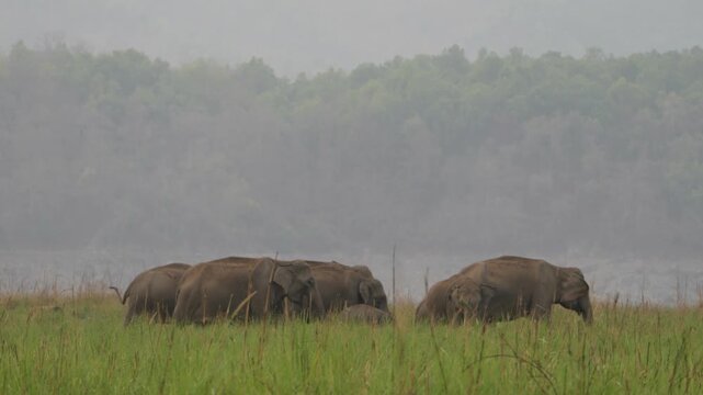 Herd of elephant grazing in grassland in mountain valley 