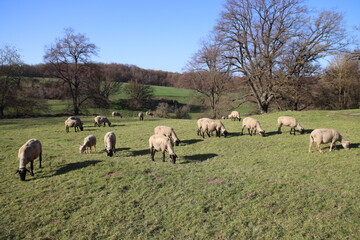 Obraz premium Schafherde in der Nähe von Lauterbach, Vogelsbergkreis, Hessen, Deutschland