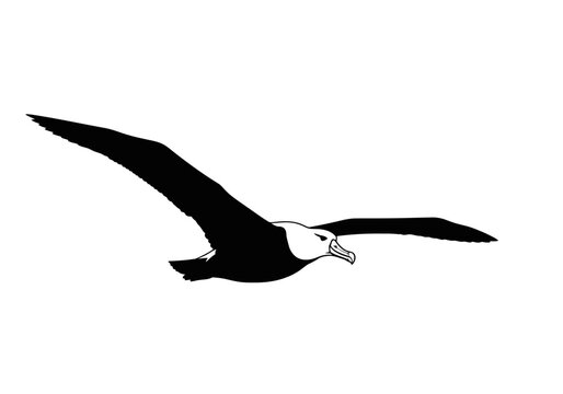 Large Black and White Bird Flying.