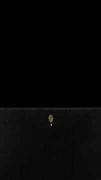 A courgette (Cucurbita pepo, zucchini) seed was placed in a rhizobox filled with soil to observe root and leaf growth, and was grown there for 15 days. Vertical orientation