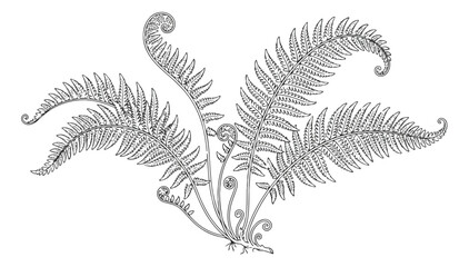 Vintage fern botanical illustration vector, hand drawn black and white forest plant fronds, antique style garden foliage sketch for wedding invitations © amna