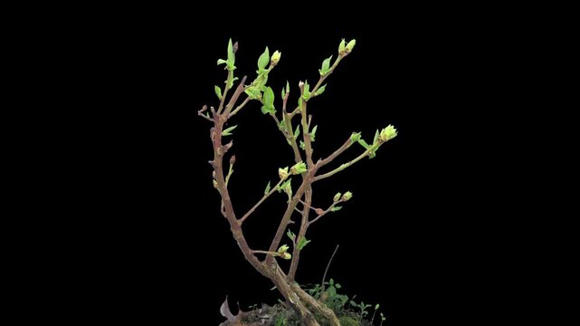 Time lapse of opening and blooming blueberry branch isolated on black background