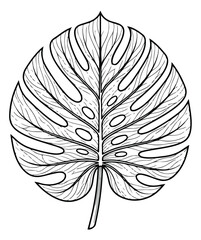 Monstera leaf line art vector, tropical foliage botanical illustration, black and white swiss cheese plant leaf, minimalist exotic jungle greenery © amna