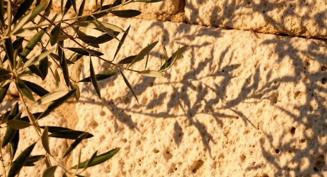 Elegant olive branch casts gentle shifting shadows across textured limestone creating timeless Mediterranean luxury atmosphere