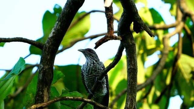 Ultra HD 4K video of an alert female Asian Koel bird with patterned spotted plumage hopping along a tree branch in the canopy