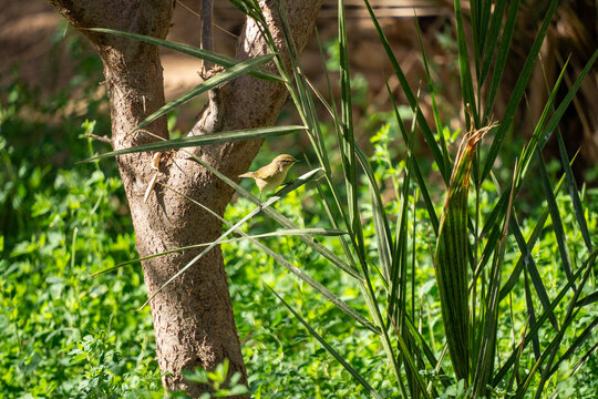 Common chiffchaff (Phylloscopus collybita) perched in a palm tree at an oasis in Merzouga, Morocco
