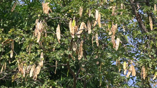 Albizia lebbeck tree with seeds pods. Its Common name is shirisha tree, siris,&nbsp;Indian siris,&nbsp;East Indian walnut,&nbsp;Broome raintree,&nbsp;lebbeck,&nbsp;lebbek tree,&nbsp;frywood, flea tree and&nbsp;woman's tongue tree.
