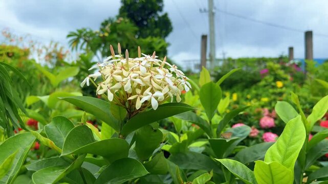 Cluster of Small White Ixora Flowers with Green Leaves and Blurred Background bloom