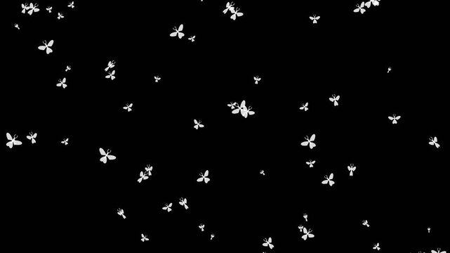 Fairy swarm flapping wings and flying in groups magical creature animation on black background
