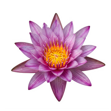 Vibrant purple lotus blossom with golden center on transparent background with single symmetrical purple