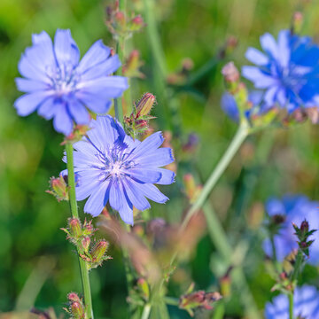 Bl&uuml;hende Wegwarte, Cichorium intybus, Nahaufnahme