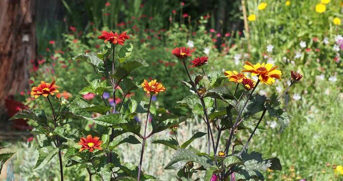 Heliopsis helianthoides var. scabra - Bleeding Hearts False Sunflower. Red blooms to orange then bronze, contrasted by dark purple-green foliage on upright spreading stems blends into the garden
