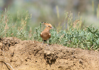 A Eurasian Hoopoe (Upupa epops) stands on the edge of a clay cliff above its nesting hole. © VOLODYMYR KUCHERENKO