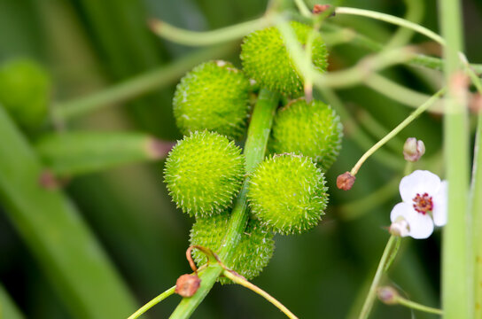 Spiky green fruits and a small white flower of an Arrowhead plant (Sagittaria sagittifolia), close-up.