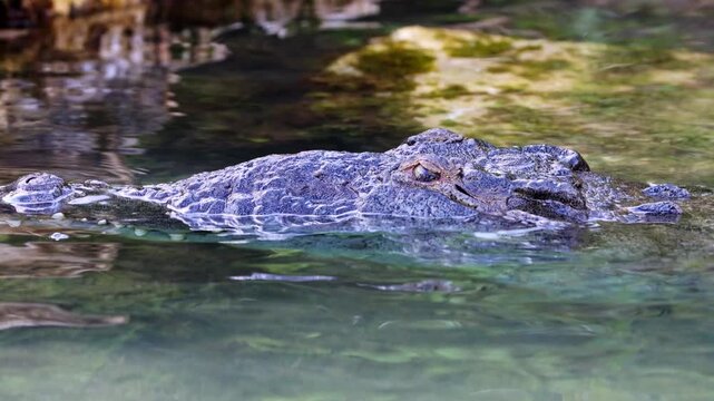 American Crocodile Resting with Head Above Clear Tropical Water in Mexico
