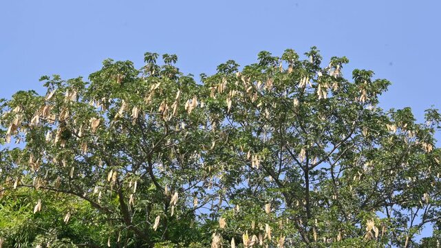 Albizia lebbeck tree with seeds pods. Its Common name is shirisha tree, siris,&nbsp;Indian siris,&nbsp;East Indian walnut,&nbsp;Broome raintree,&nbsp;lebbeck,&nbsp;lebbek tree,&nbsp;frywood, flea tree and&nbsp;woman's tongue tree.
