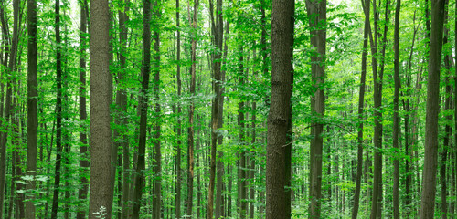 Naklejka premium Forest trees. Nature green wood sunlight backgrounds