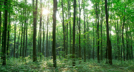 Naklejka premium Forest trees. Nature green wood sunlight backgrounds.